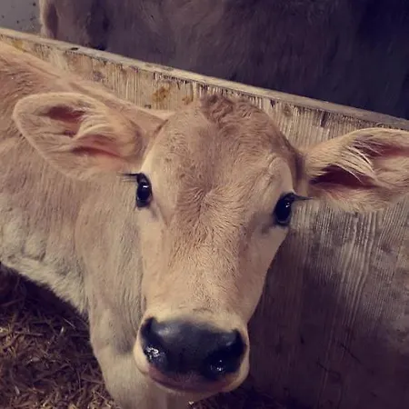 Apartman Bauernhof Farnach Andelsbuch