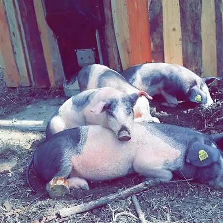 Bauernhof Farnach Apartman Andelsbuch