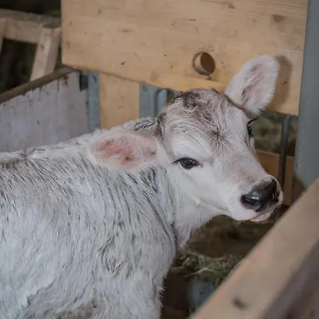 Apartman Bauernhof Farnach