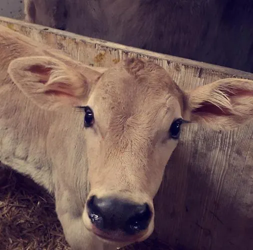 Apartment Bauernhof Farnach Andelsbuch